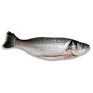 Lubina de cultivo limpia y entera unidad (peso aprox. 750 gr) del Dia